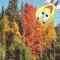 Avatar du membre